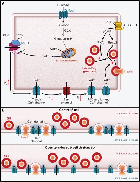 beta cells and diabetes|Diabetes Mellitus and the β Cell: The Last Ten Years.